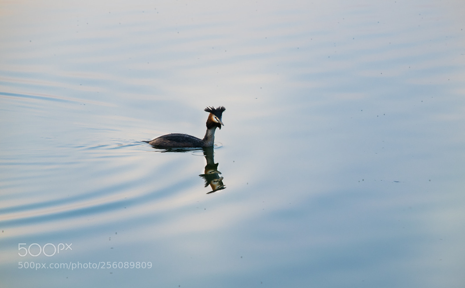 Nikon D3300 sample photo. Grebe bird at the photography