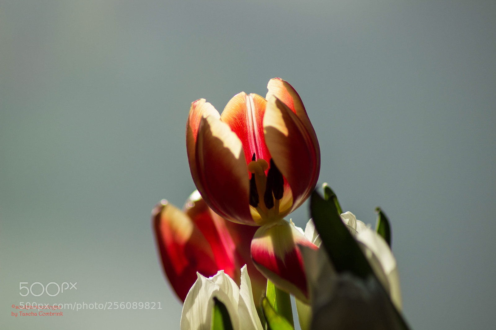 Canon EOS 600D (Rebel EOS T3i / EOS Kiss X5) sample photo. Tulips ? photography