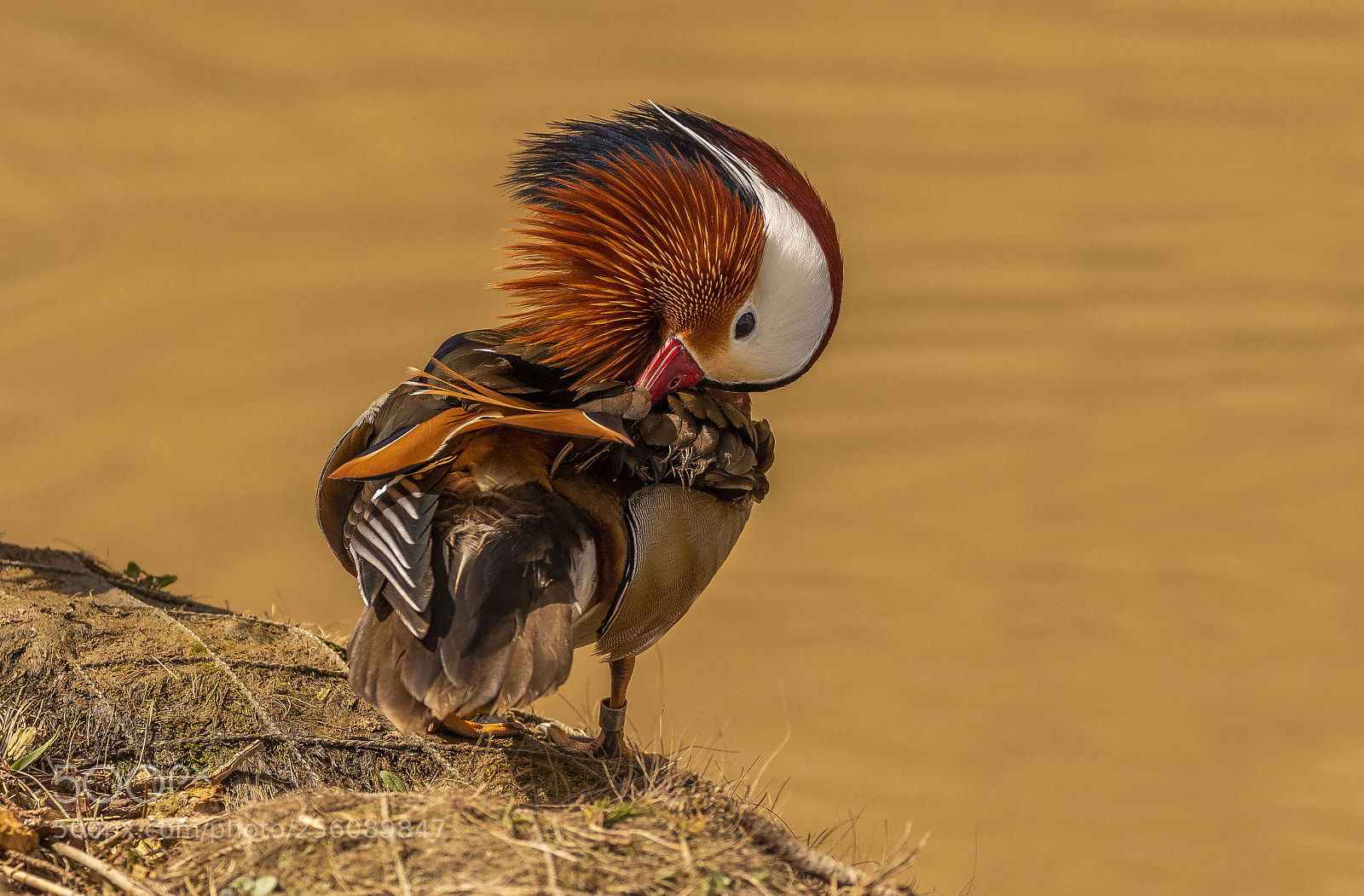 Canon EOS 7D Mark II sample photo. Mandarin male photography