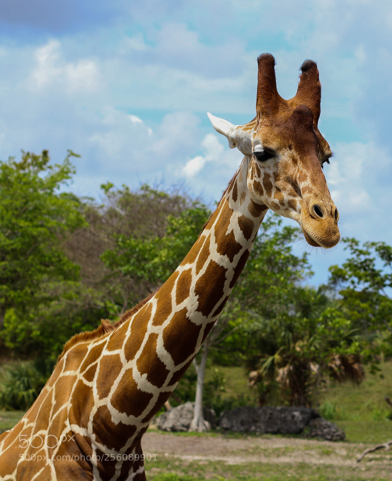 Canon EOS 80D sample photo. Gi-giraffe photography