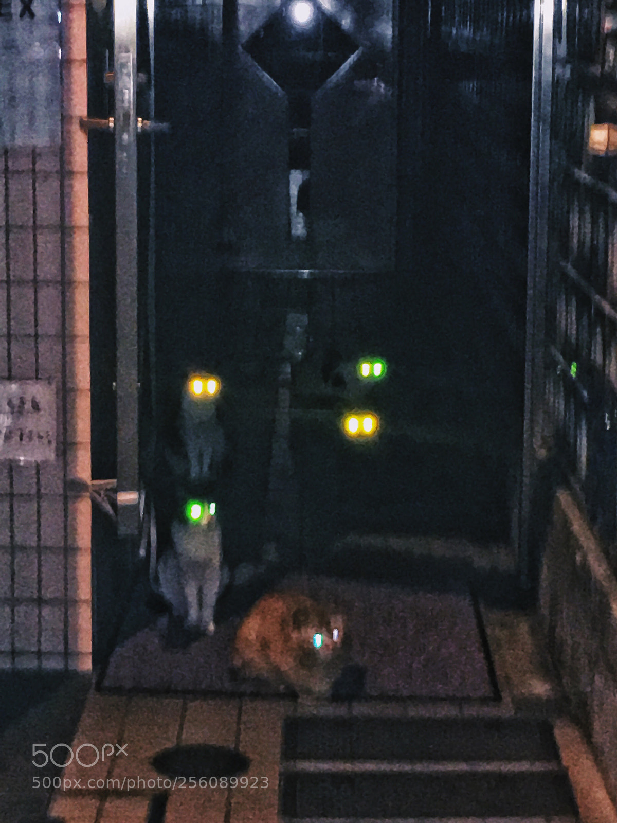 Apple iPhone 6s sample photo. Cats photography