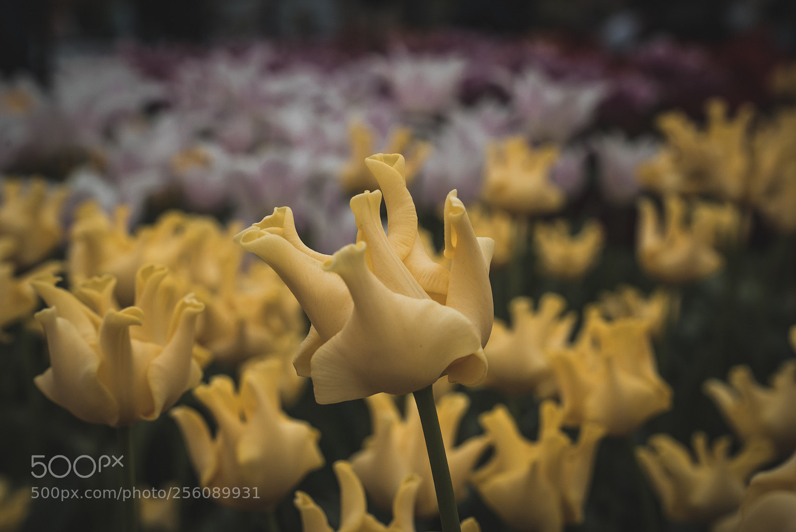 Sony a7S II sample photo. Not your typical tulip #1 photography