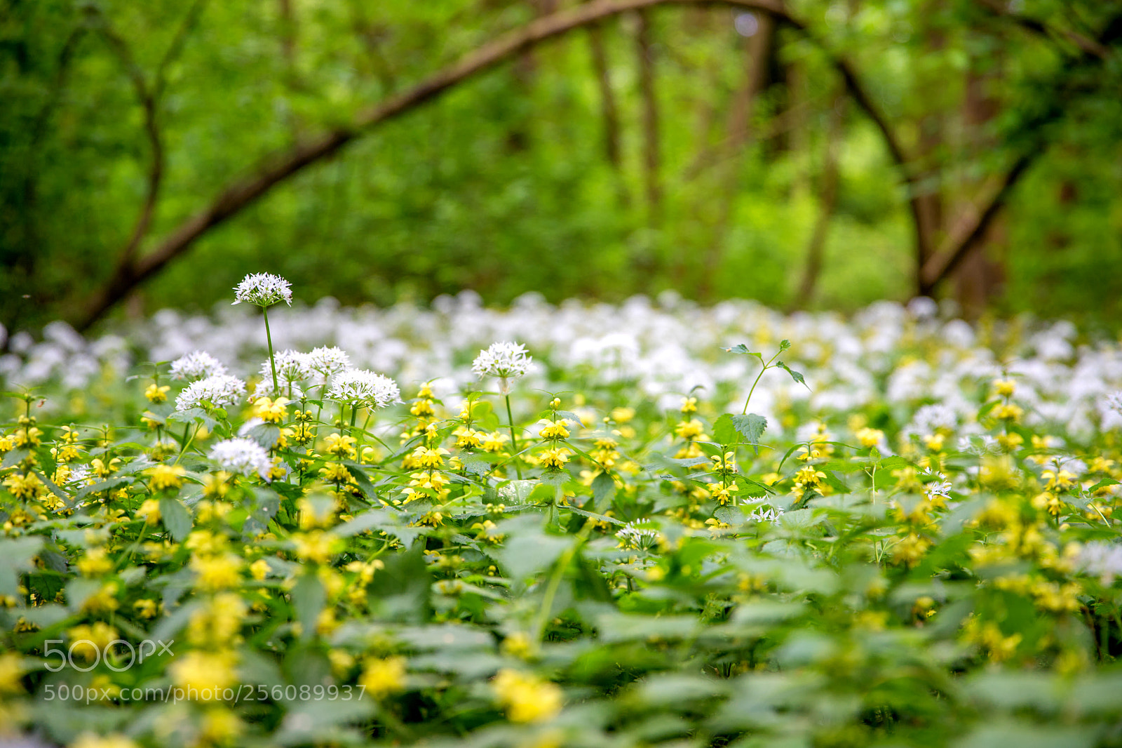 Canon EOS 6D Mark II sample photo. Blooming wild garlic photography