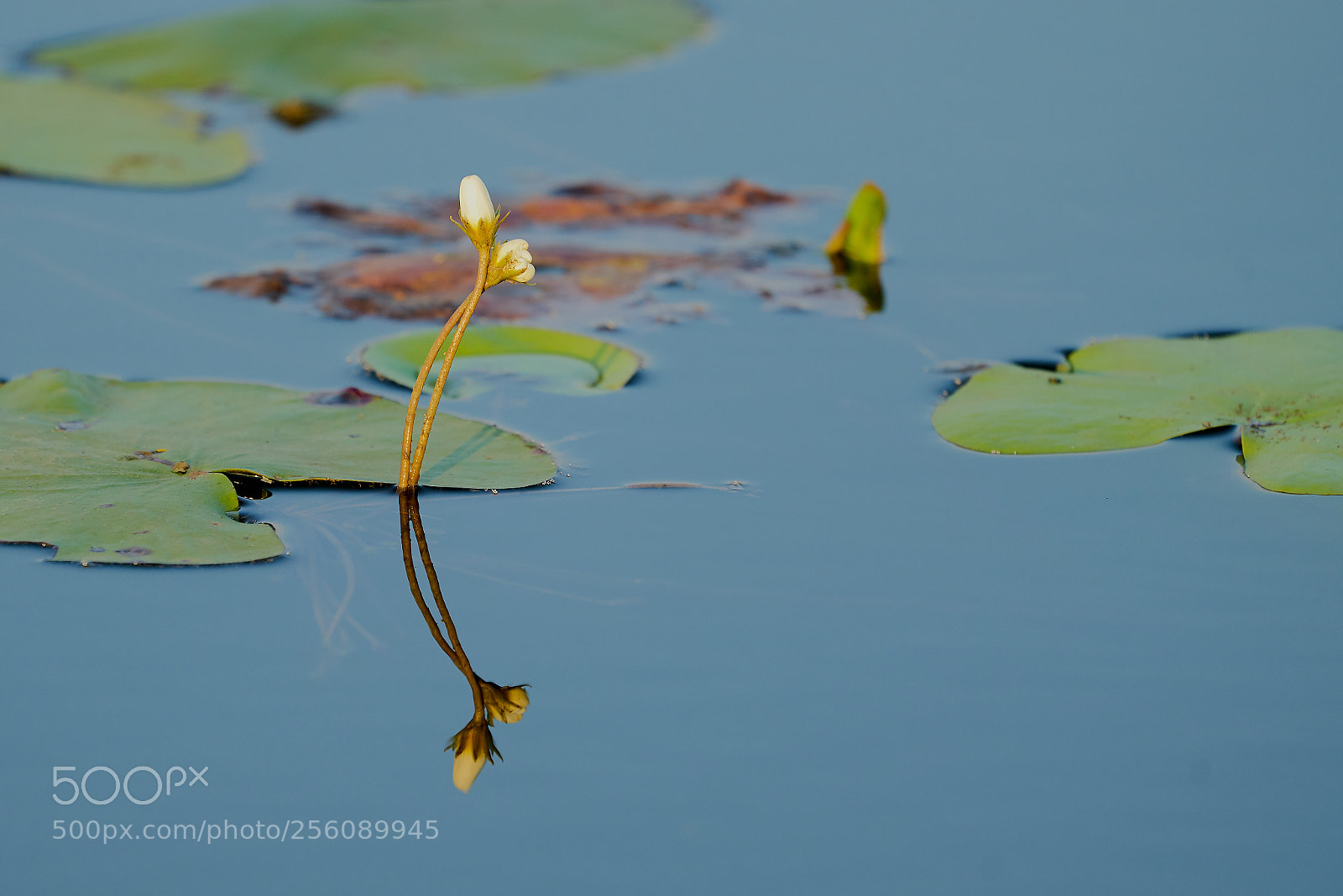 Sony a7R II sample photo. Reflections in lotus pond photography