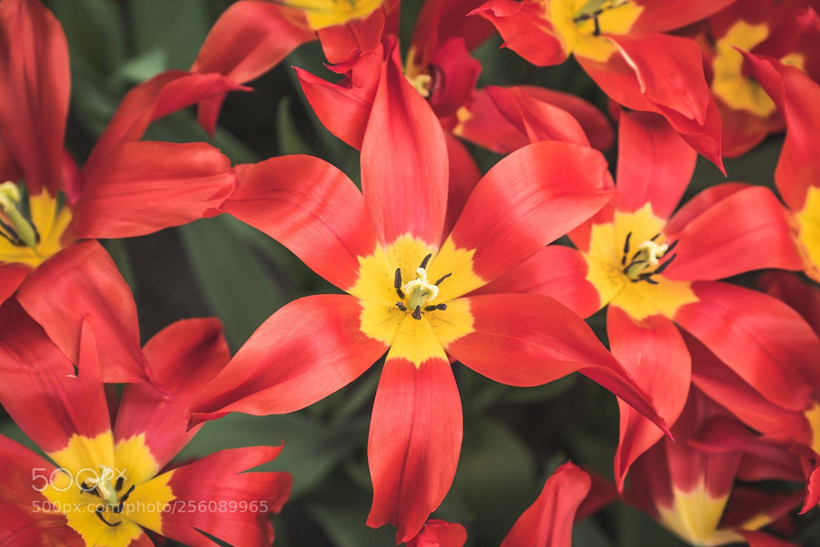Sony a7S II sample photo. Not your typical tulip #2 photography