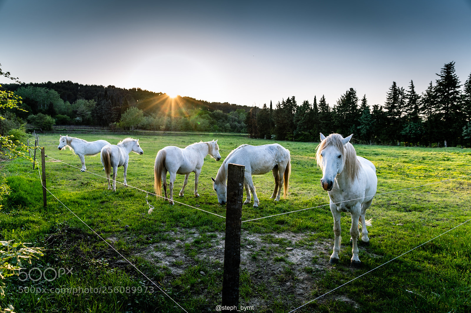 Nikon D850 sample photo. Chevaux photography