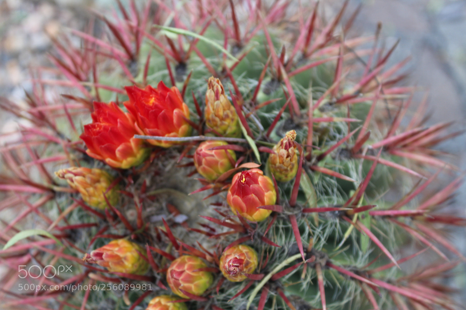 Canon EOS 1200D (EOS Rebel T5 / EOS Kiss X70 / EOS Hi) sample photo. Beauty on thorn photography