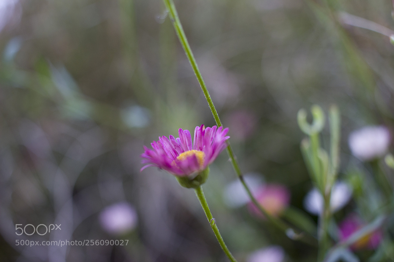 Canon EOS 600D (Rebel EOS T3i / EOS Kiss X5) sample photo. Beautiful himalayan flower photography