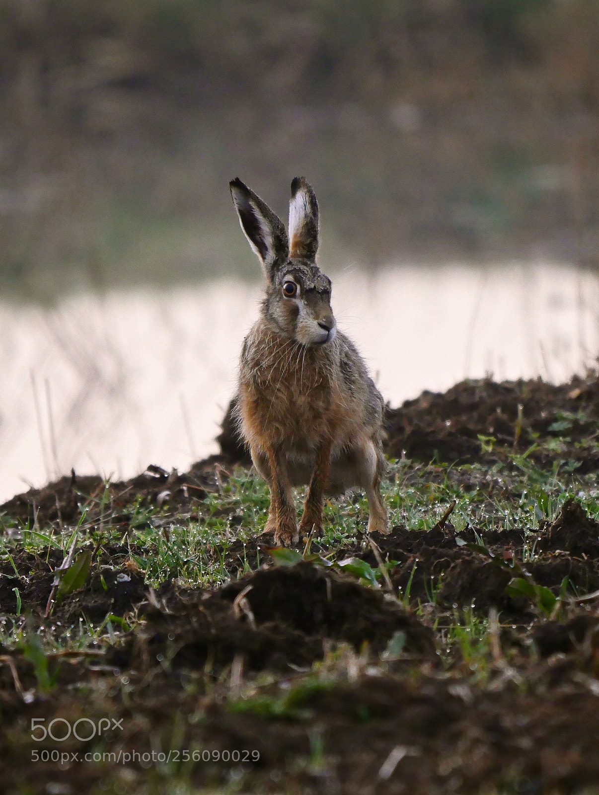 Panasonic Lumix DMC-GX8 sample photo. Hare in the morning photography