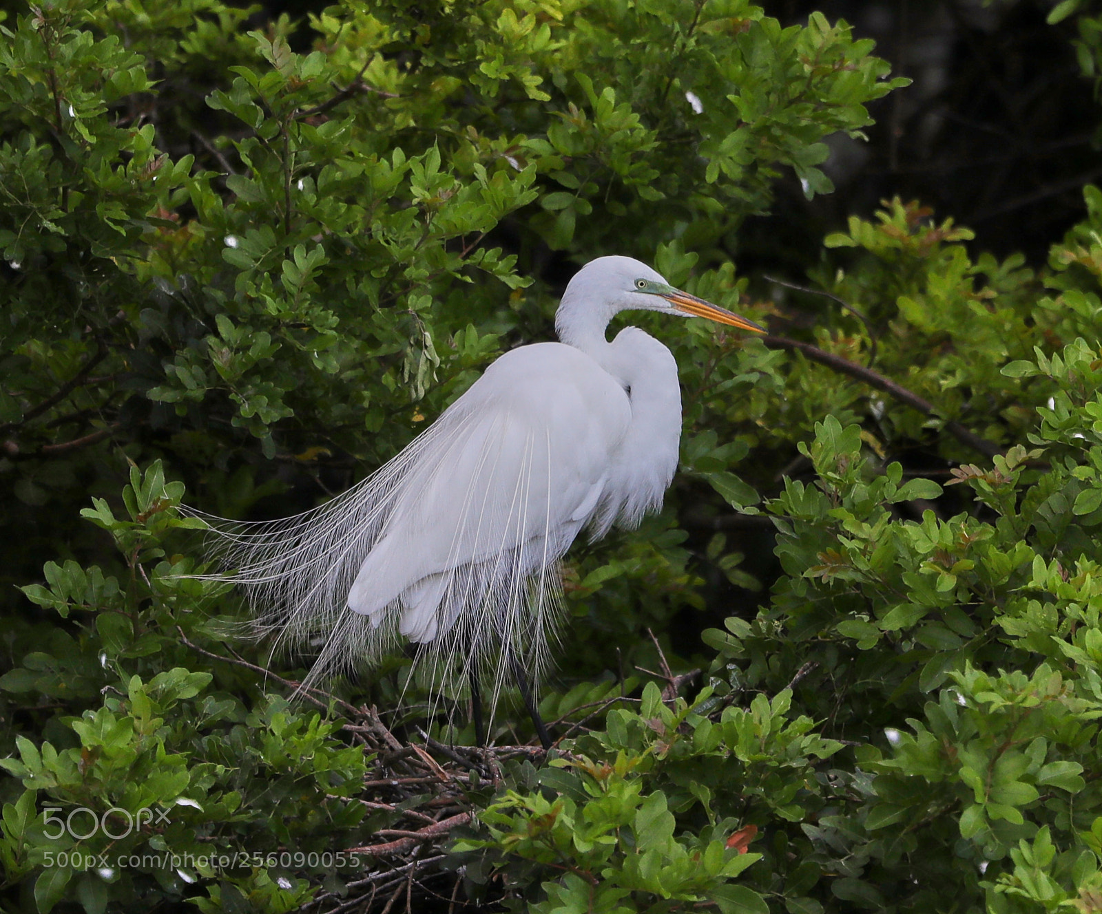 Canon EOS-1D X Mark II sample photo. 05-01-18-0015839.jpg photography