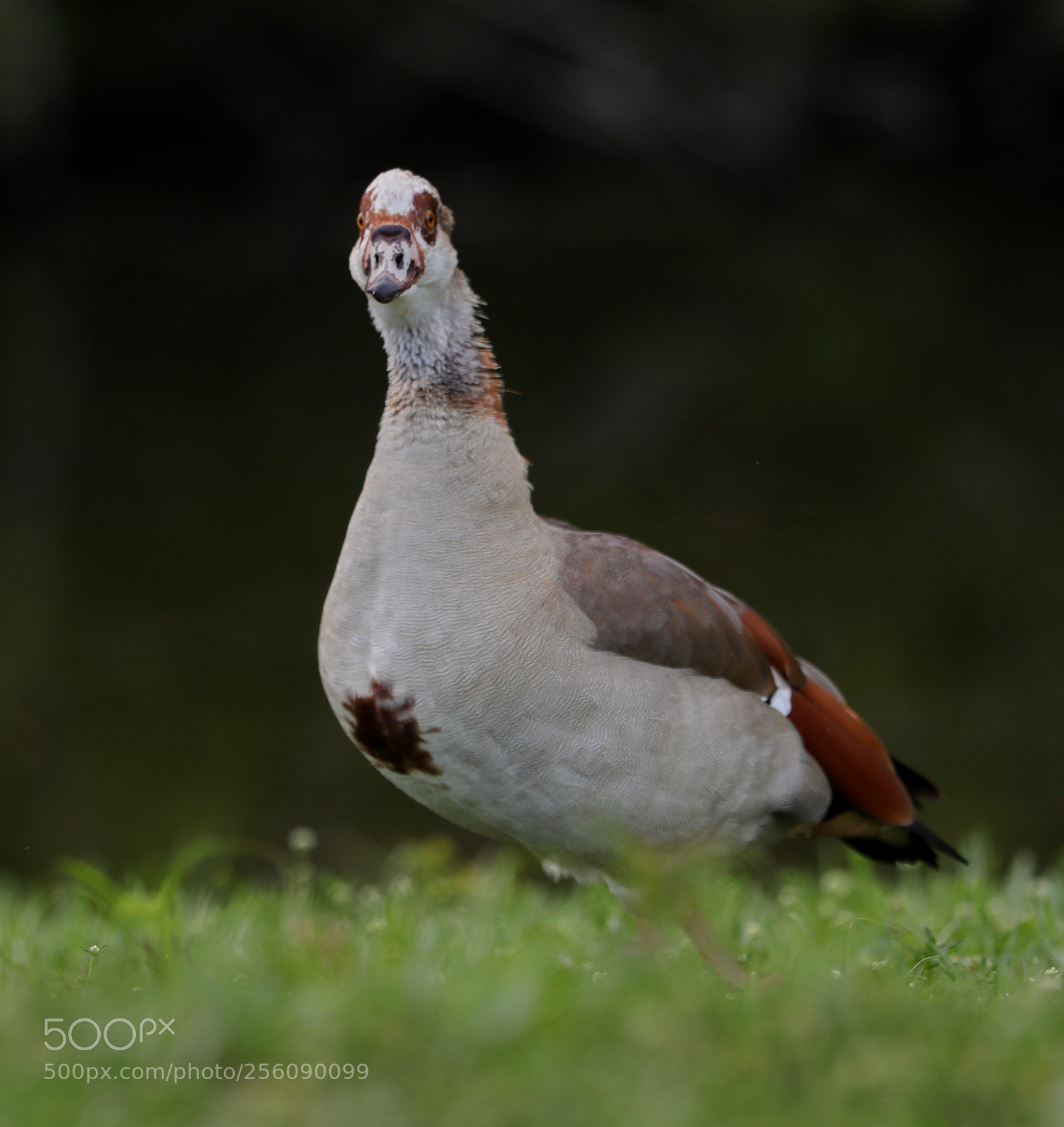 Canon EOS-1D X Mark II sample photo. 05-01-18-0015827.jpg photography