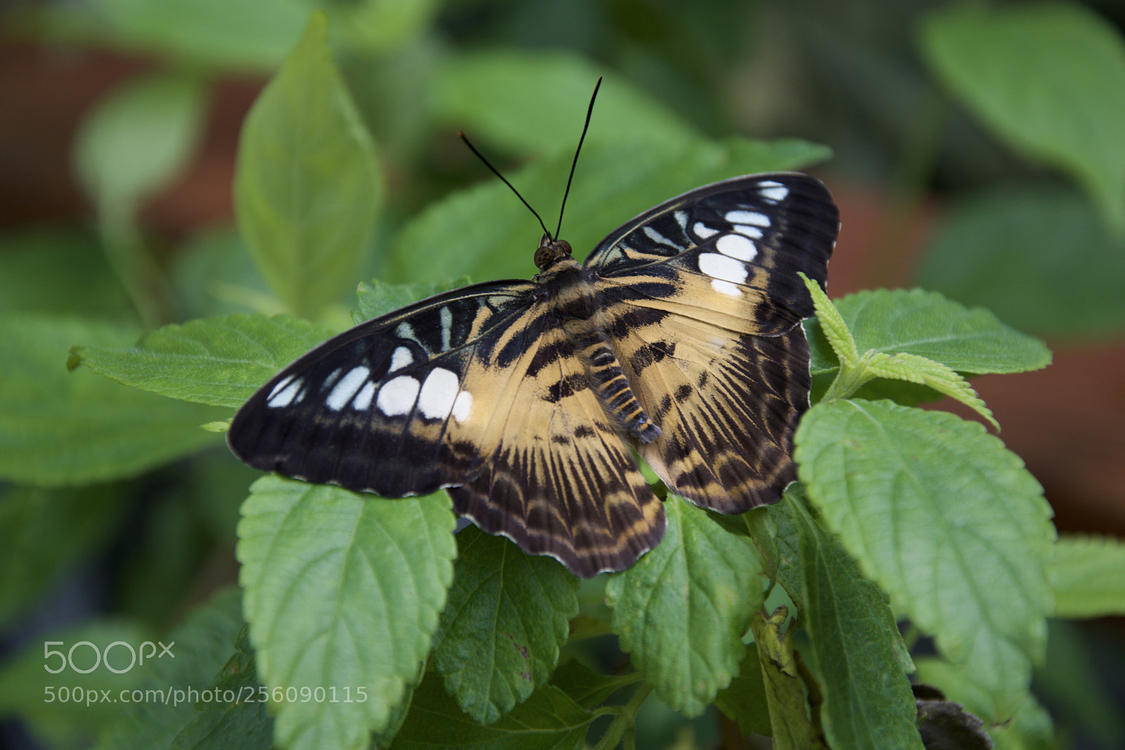 Nikon D3300 sample photo. Butterfly on plant photography