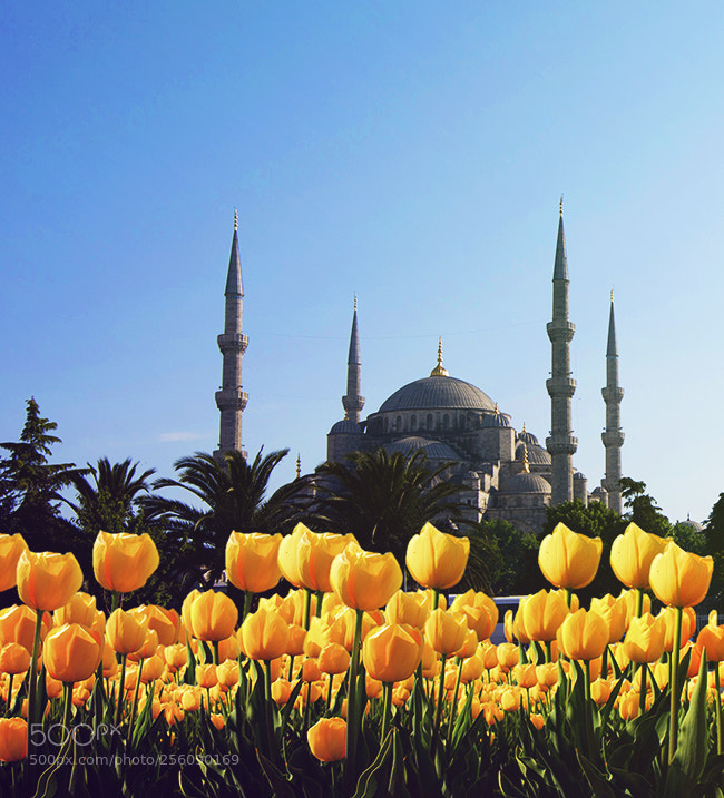 Canon EOS 6D sample photo. Yellow tulips photography