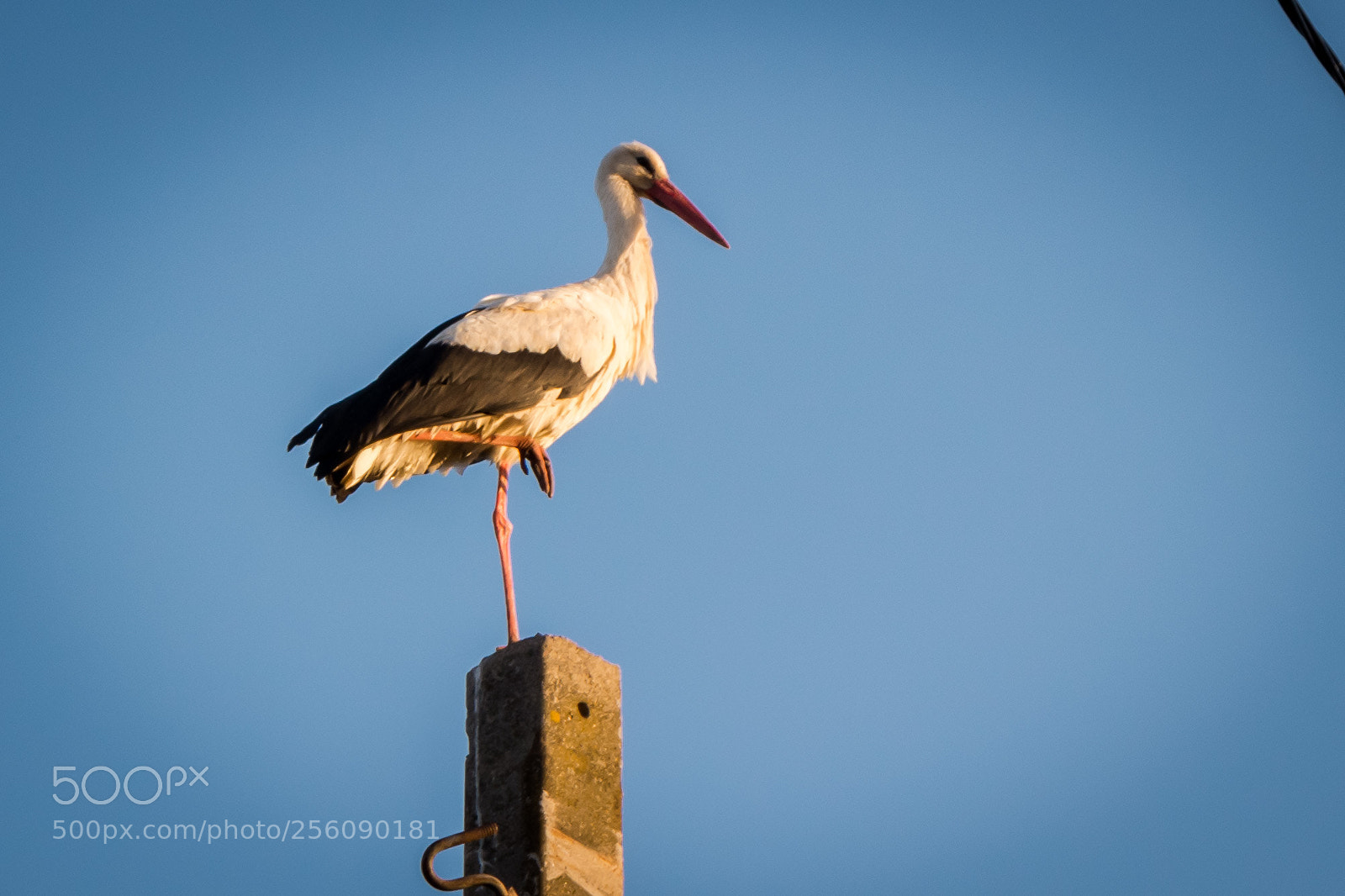 Nikon D5200 sample photo. Stork photography