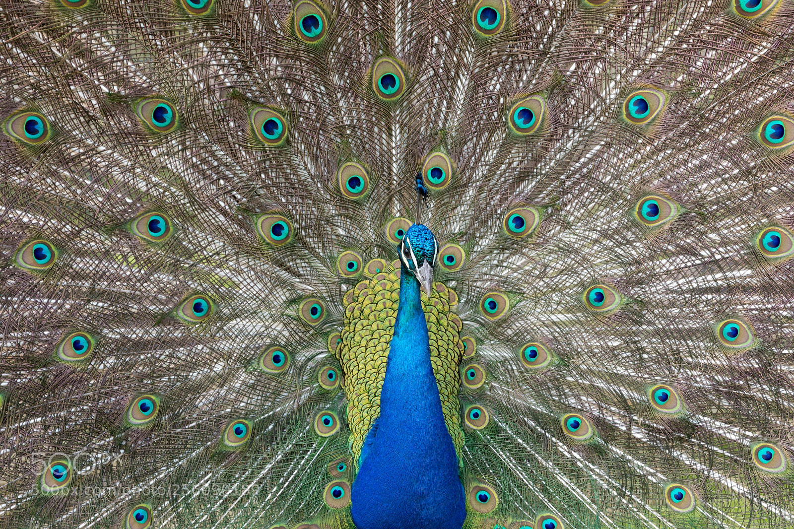 Canon EOS 5D Mark IV sample photo. Indian peafowl photography