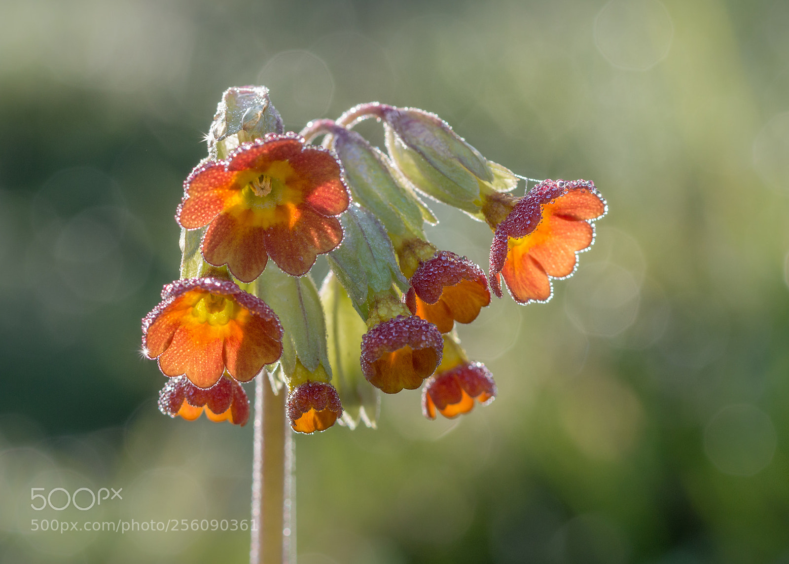 Nikon D3200 sample photo. Morning dew photography