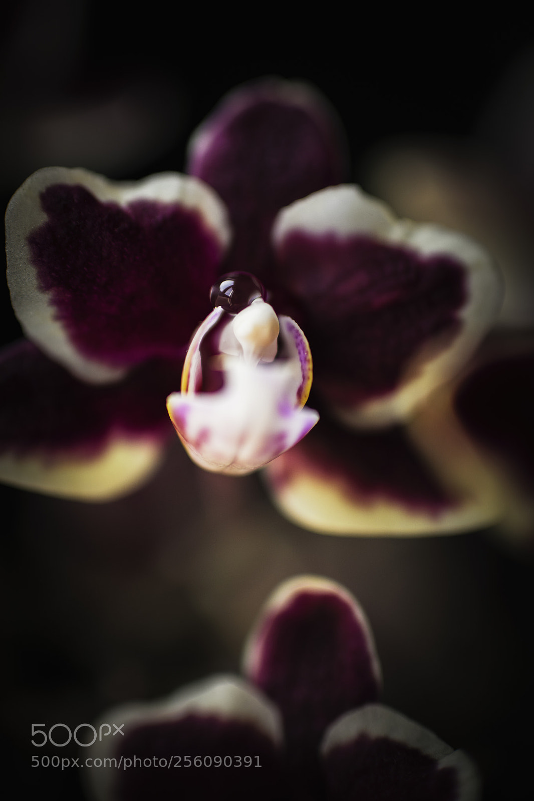Nikon D7100 sample photo. Orquidea photography