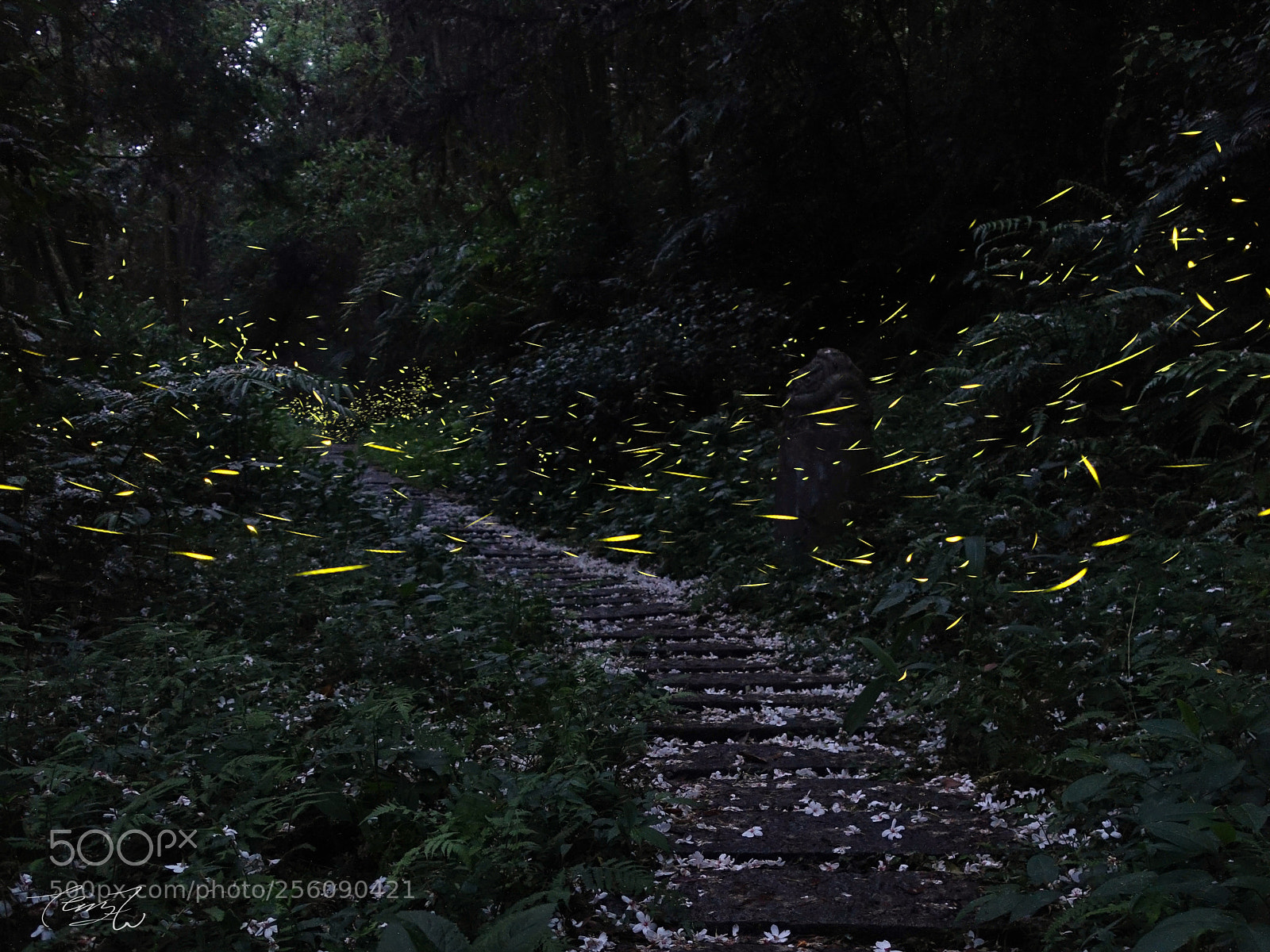 Sony Cyber-shot DSC-RX100 III sample photo. Firefly trail photography