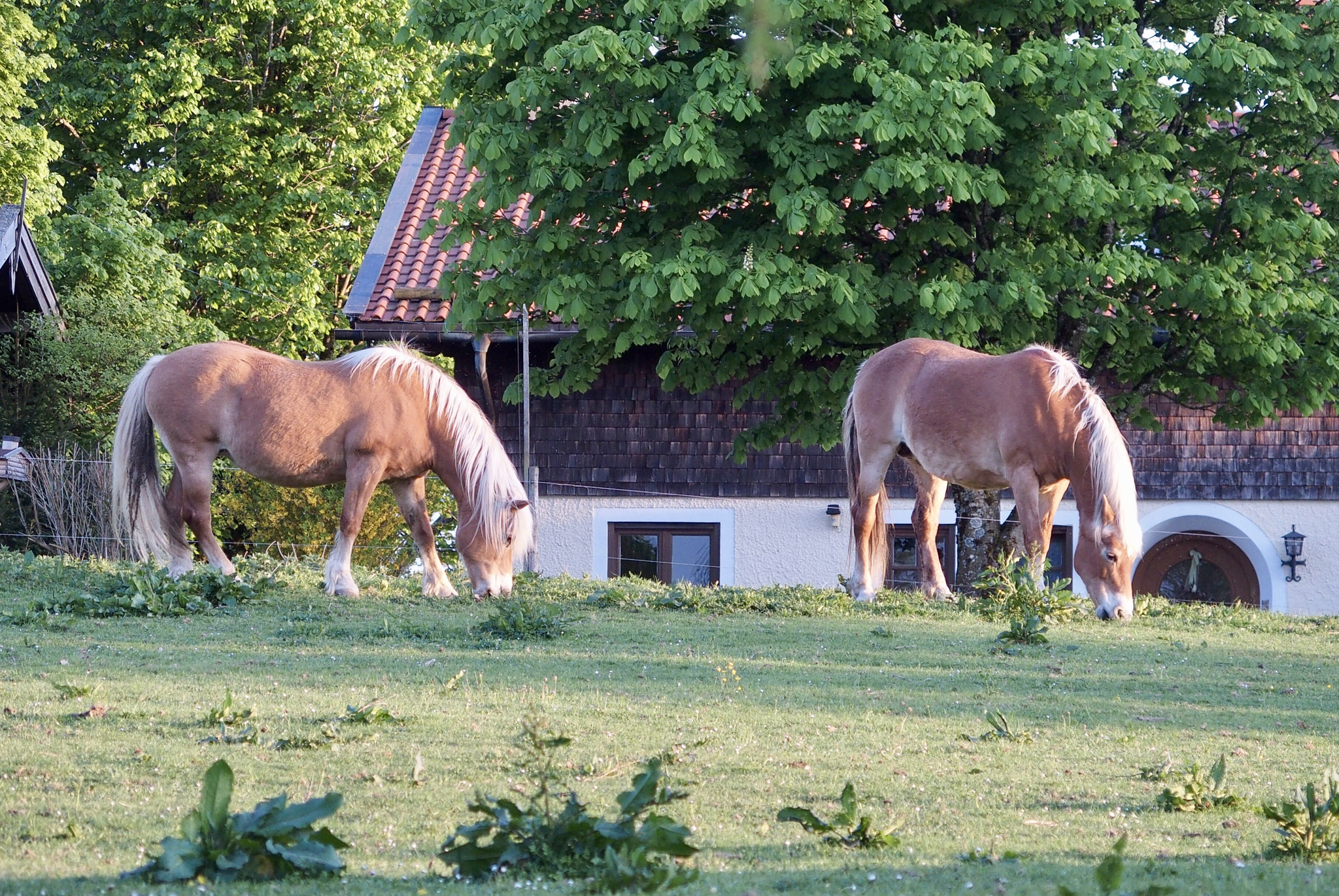 Olympus STYLUS1,1s sample photo. Horses  photography