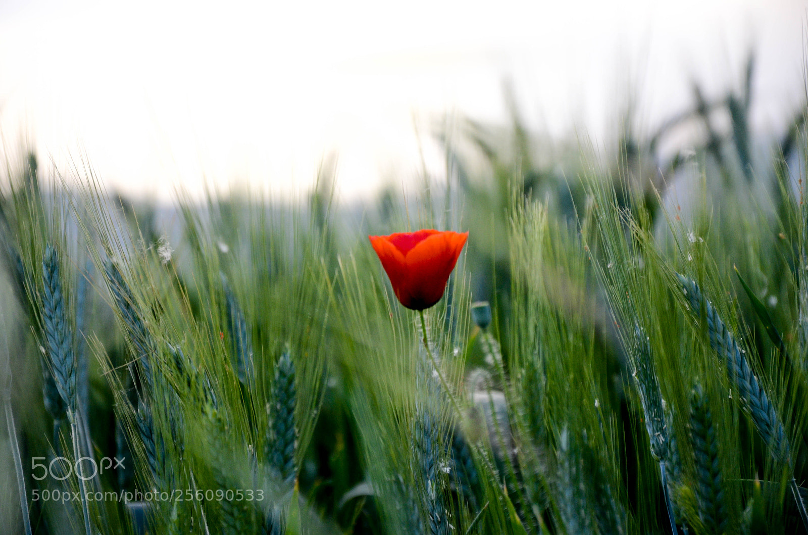 Nikon D7000 sample photo. Spring time. photography