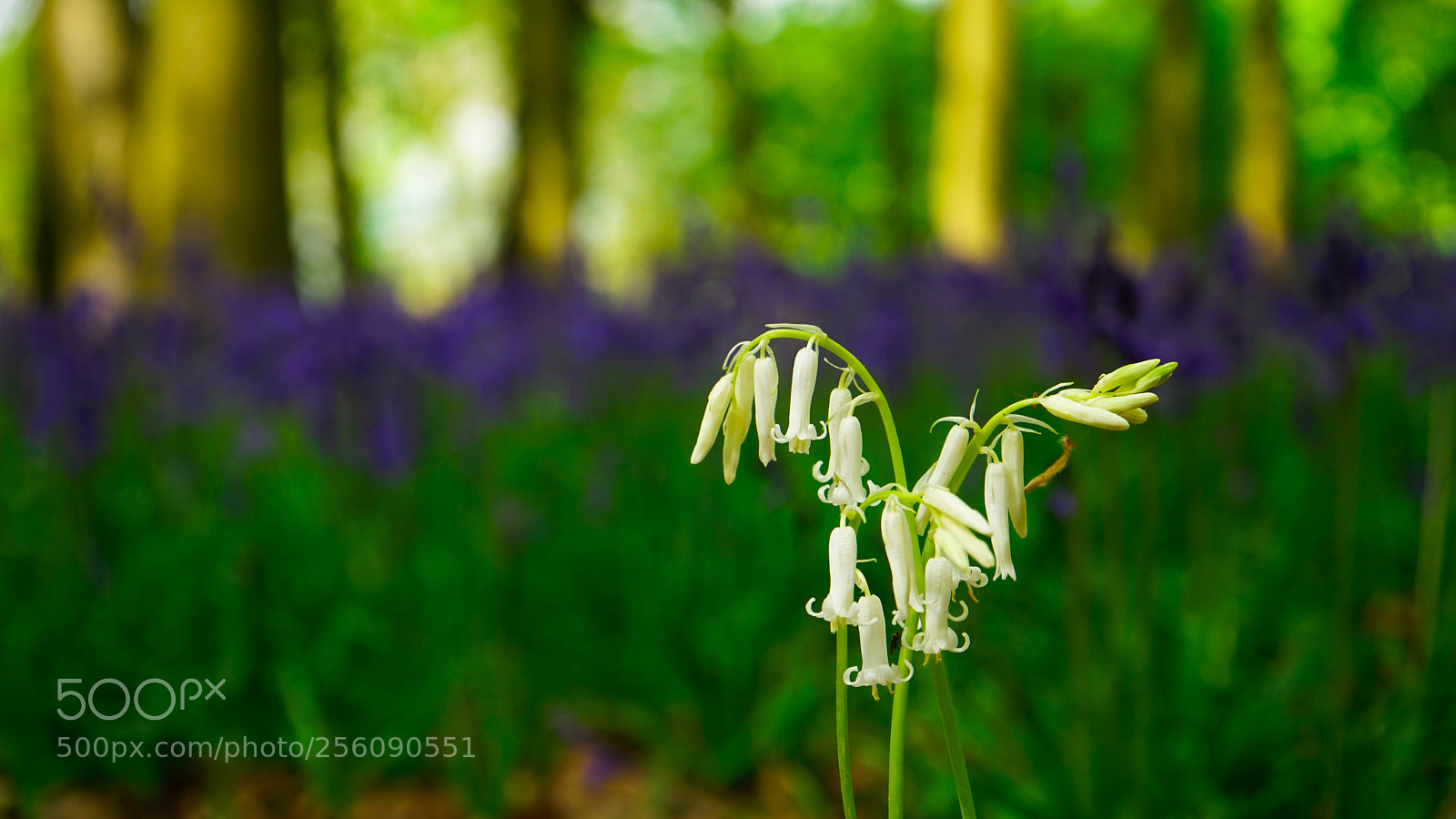 Sony a7 sample photo. White among the purple photography