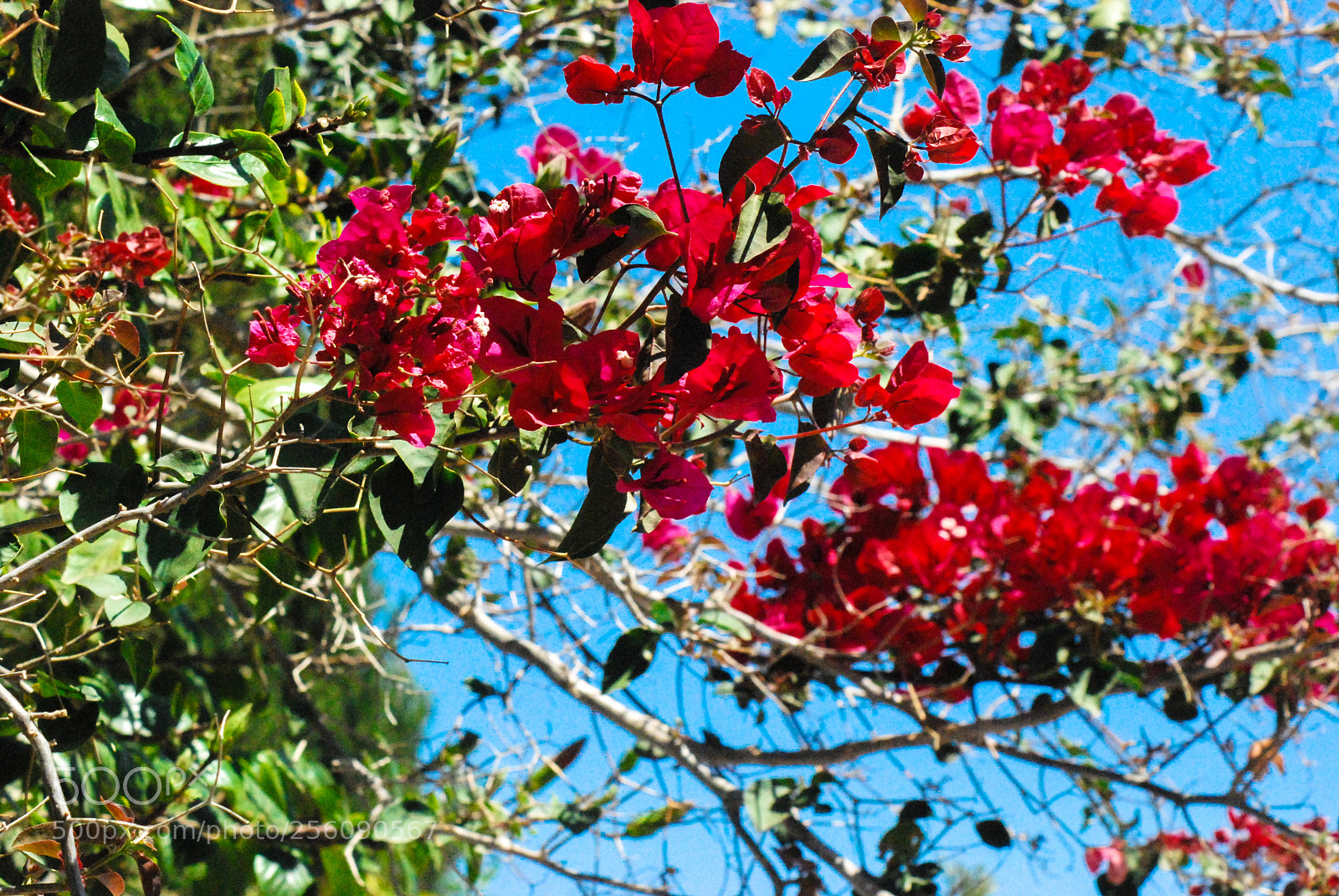 Nikon D60 sample photo. Flowers in the area photography