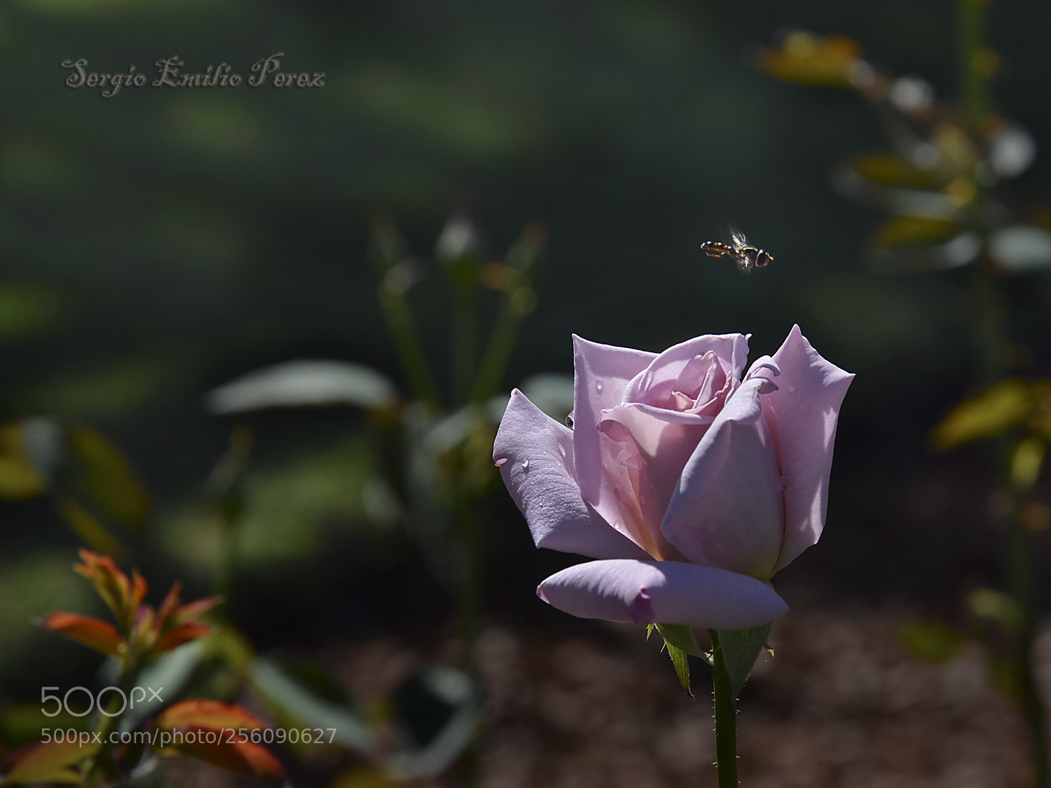 Nikon D5200 sample photo. Even bad times... photography