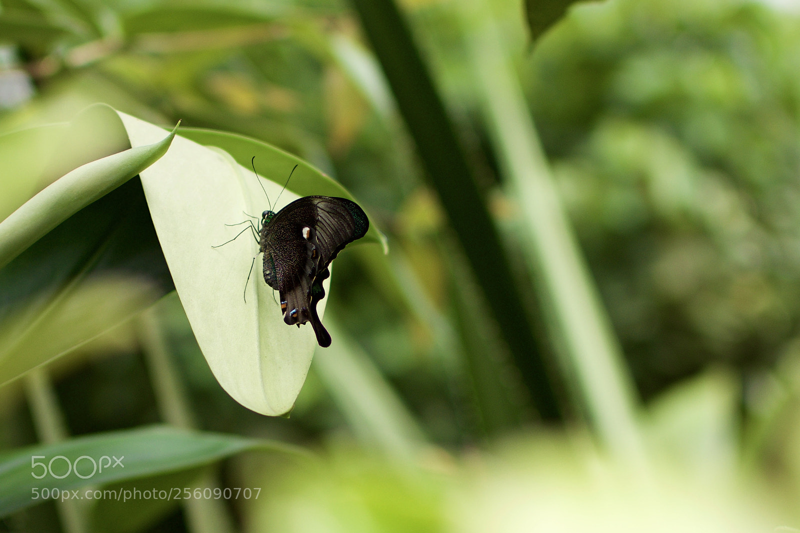 Nikon D3300 sample photo. Black butterfly photography