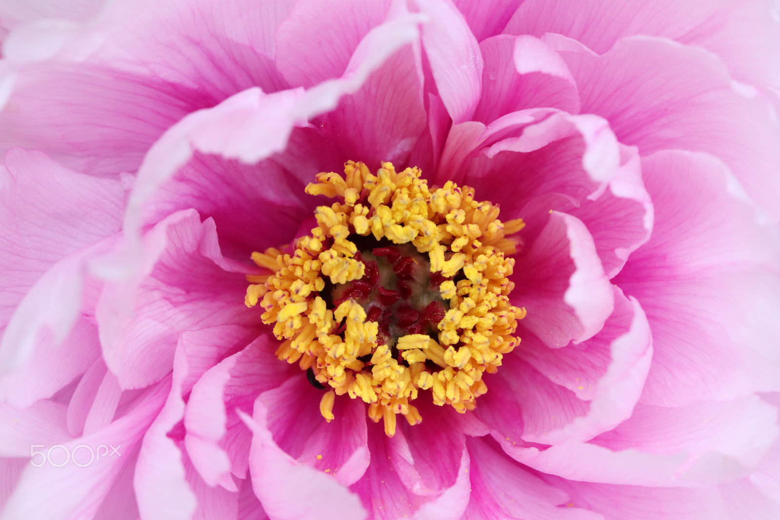 Canon EF 100mm F2.8L Macro IS USM sample photo. Paeonia photography