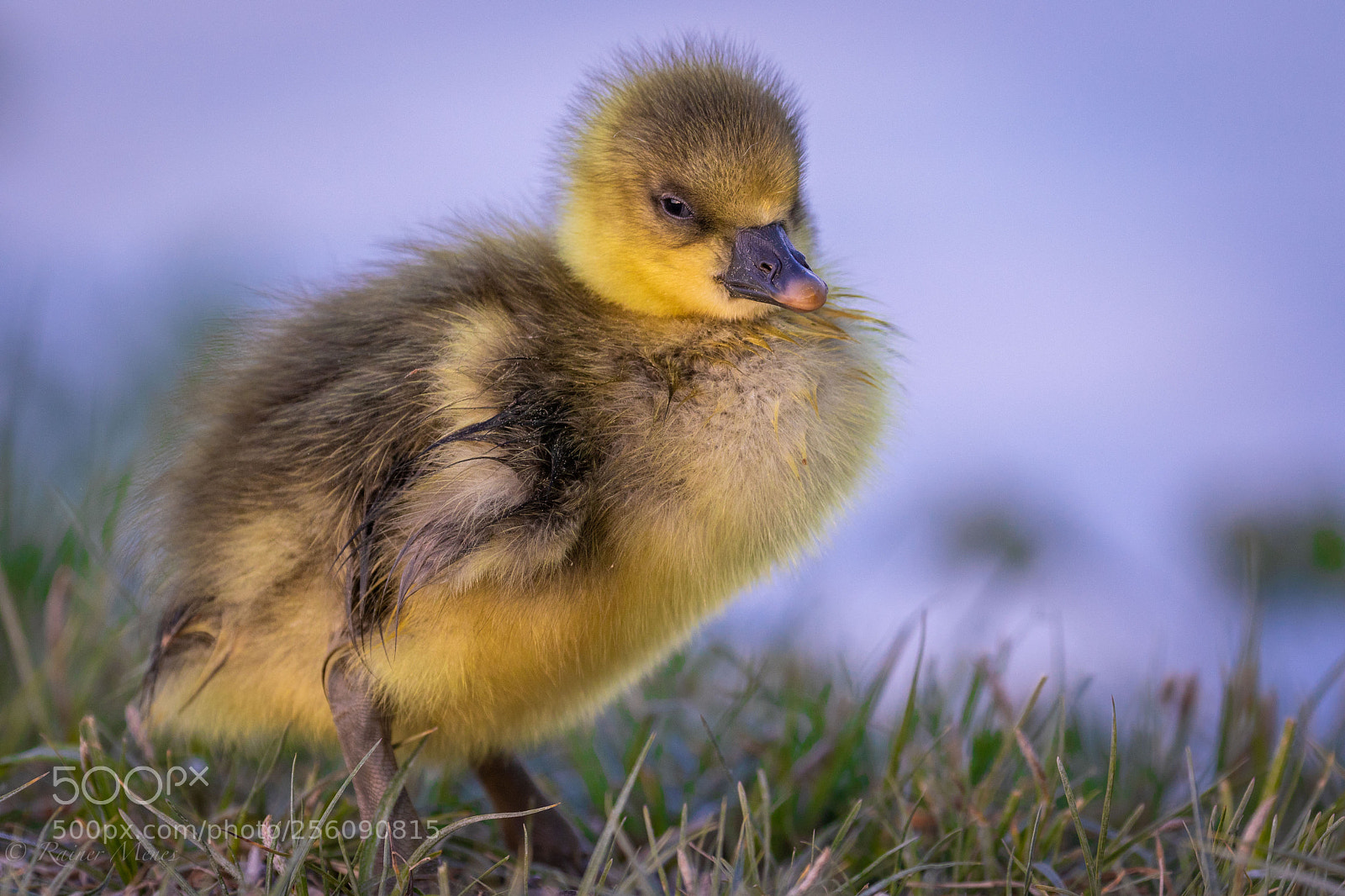 Canon EOS 7D Mark II sample photo. Little gosling photography