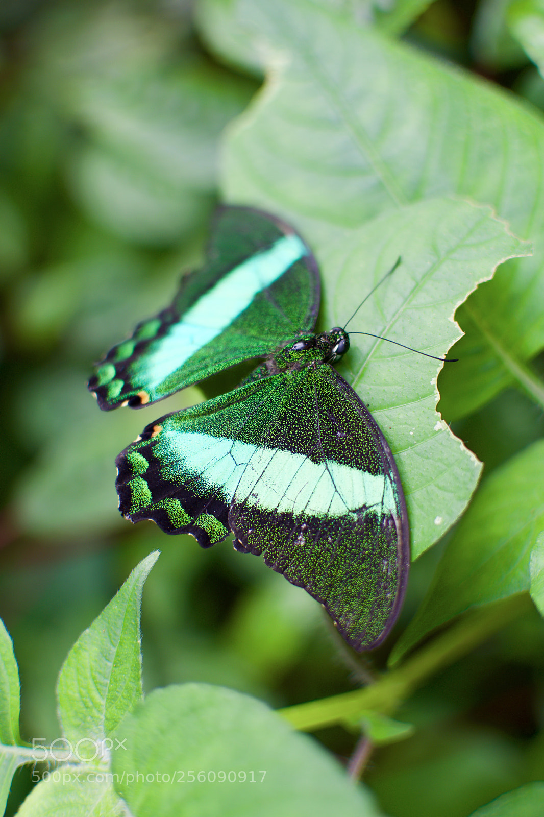 Nikon D3300 sample photo. Green beauty photography