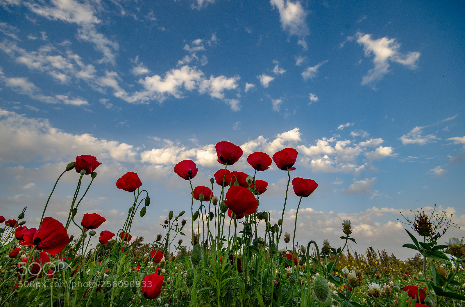 Nikon D7000 sample photo. Red ufos photography