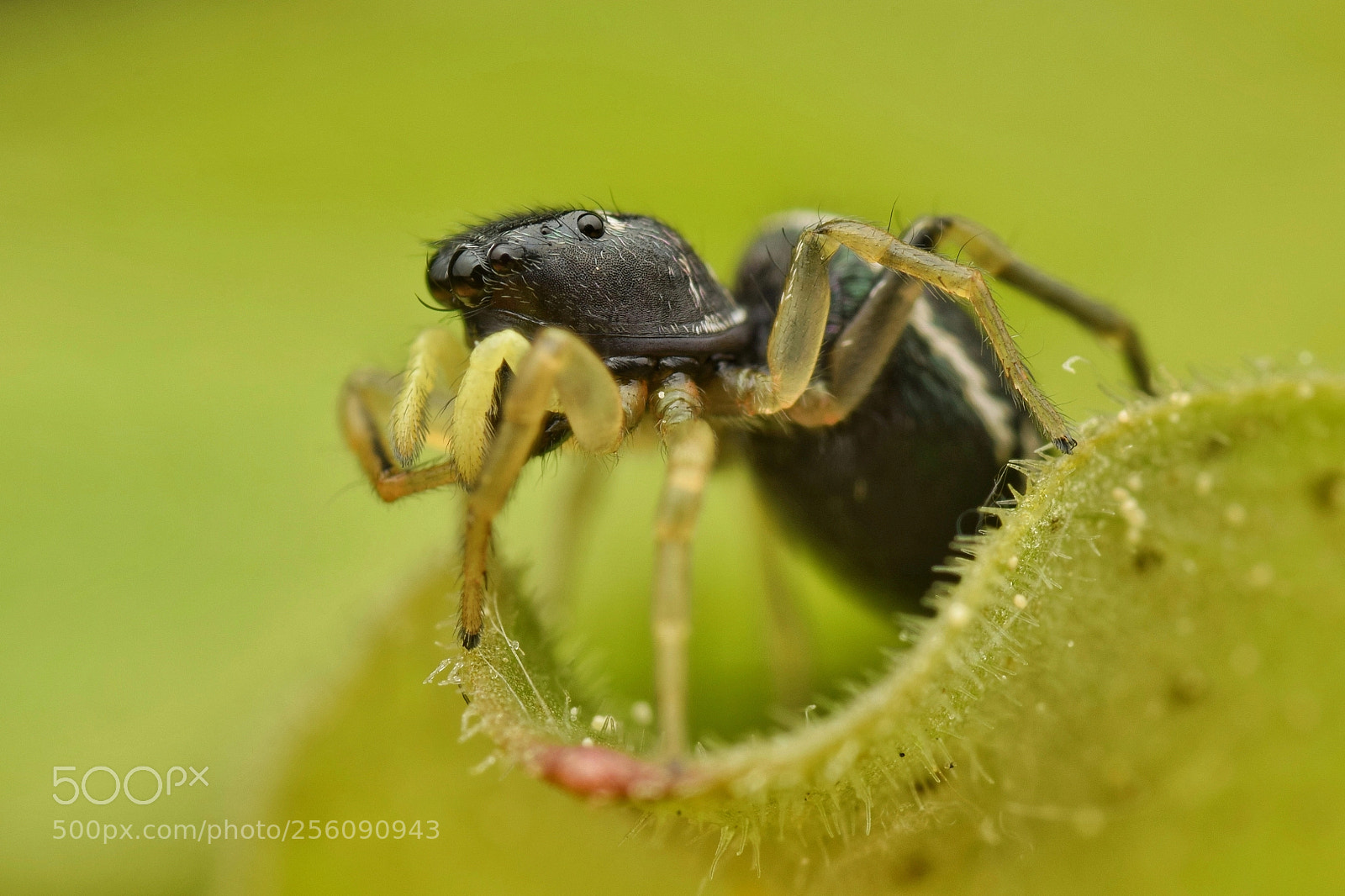Nikon D3300 sample photo. Heliophanus sp.  female photography