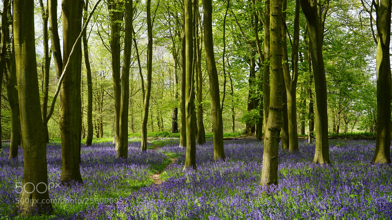 Sony a7 sample photo. Bluebell forest photography