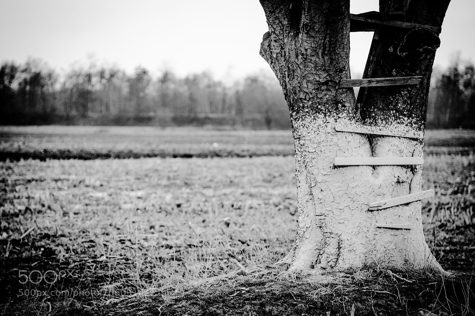 Sony SLT-A58 sample photo. Tree photography