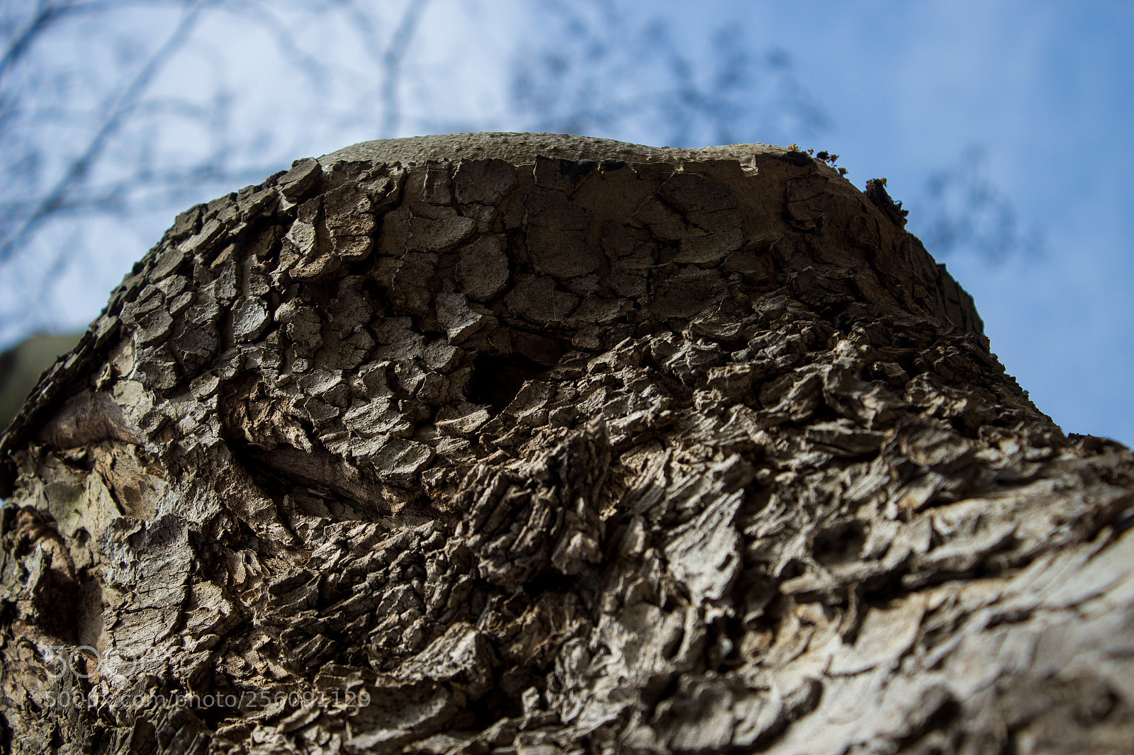 Canon EOS 600D (Rebel EOS T3i / EOS Kiss X5) sample photo. Colline d'arbre photography