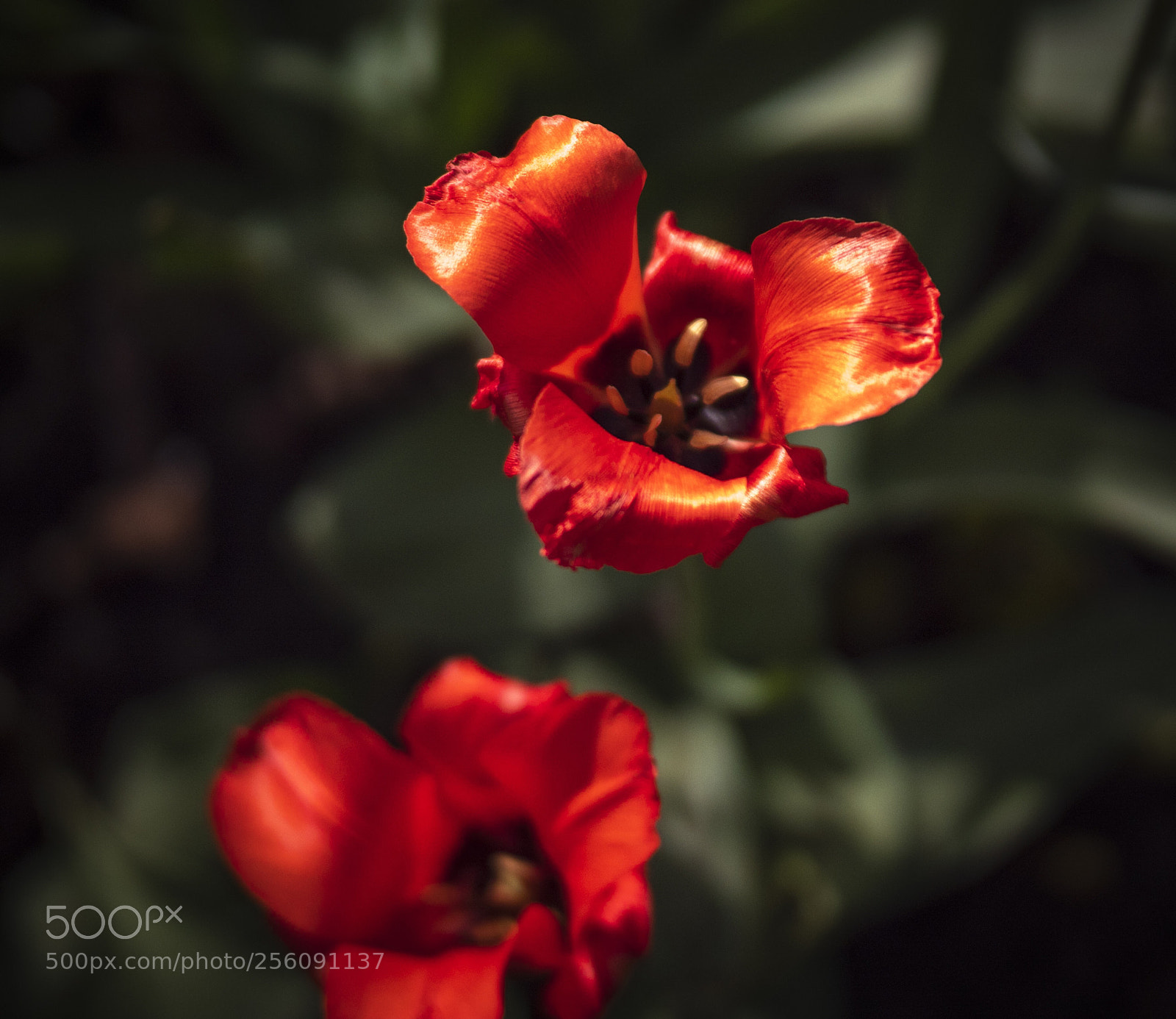 Olympus PEN-F sample photo. Red petals  photography