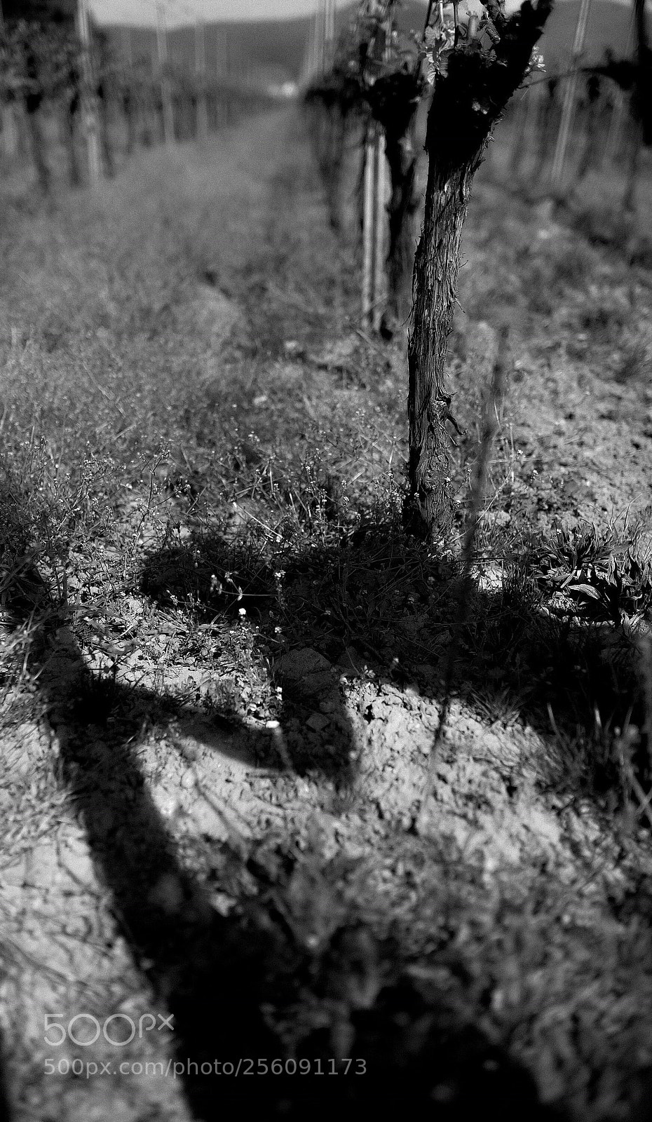 Nikon D600 sample photo. Untitled photography