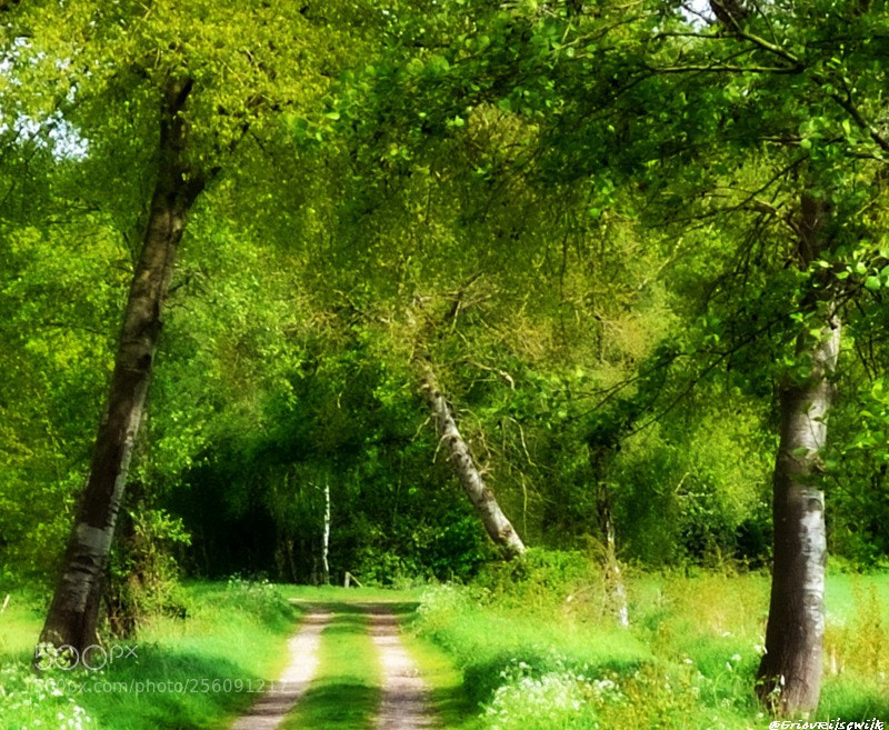 Nikon D3100 sample photo. Green photography