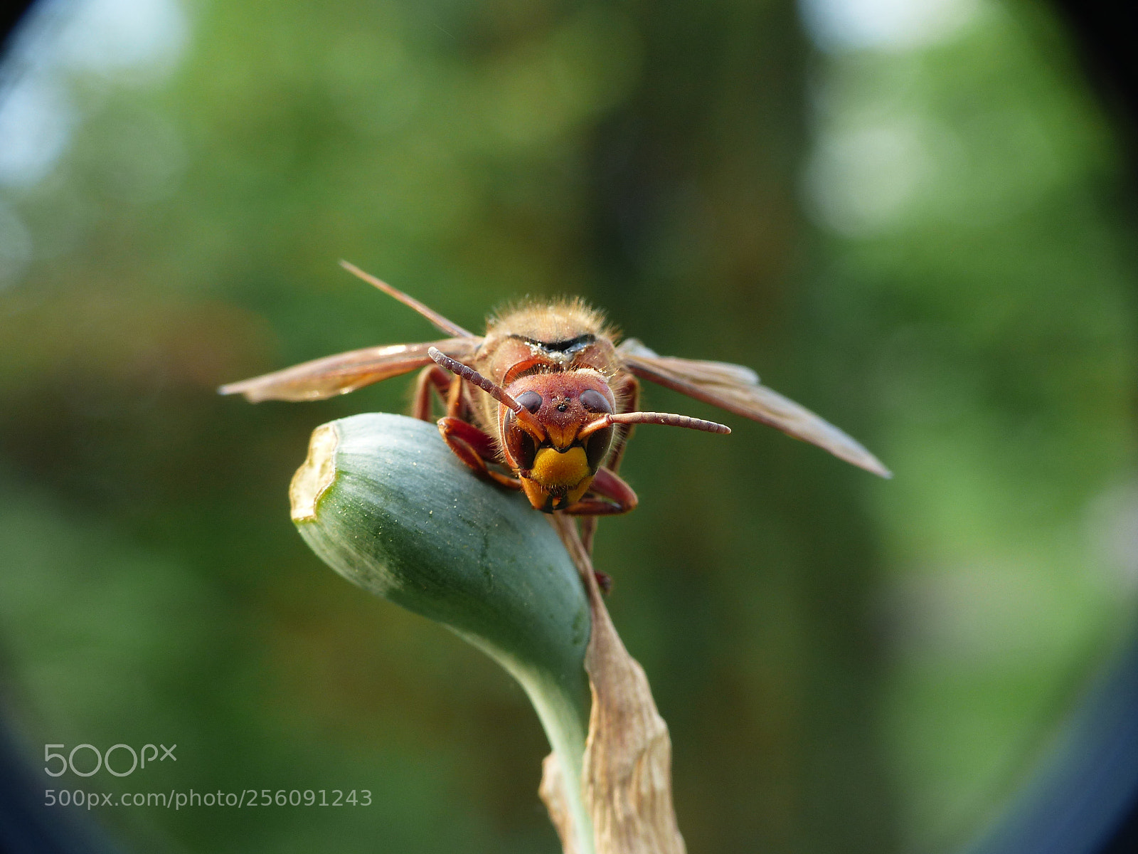 Panasonic Lumix DMC-FZ200 sample photo. Hornet 3 photography