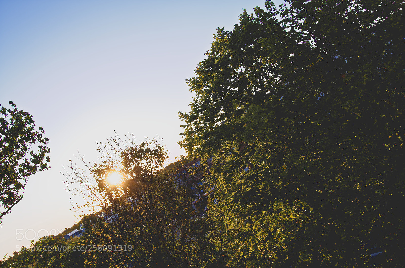 Nikon D7000 sample photo. Green lung photography