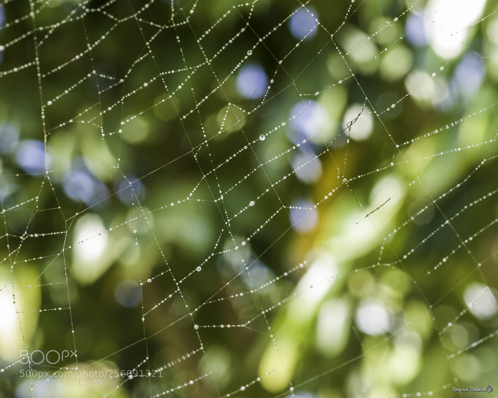 Canon EOS 7D Mark II sample photo. Cobweb photography