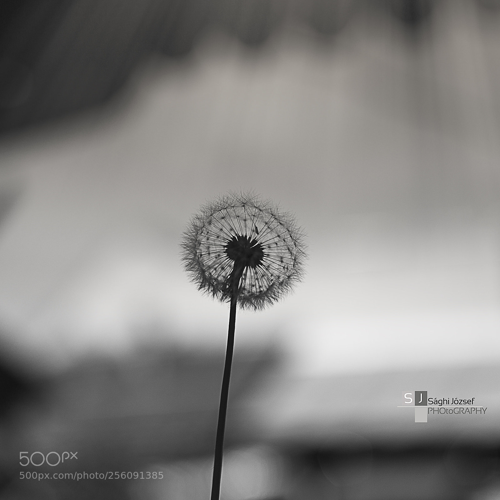 Canon EOS 6D sample photo. Dandelion photography
