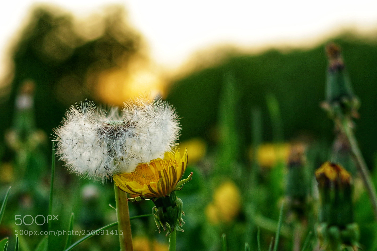 Pentax K-50 sample photo. Couple photography