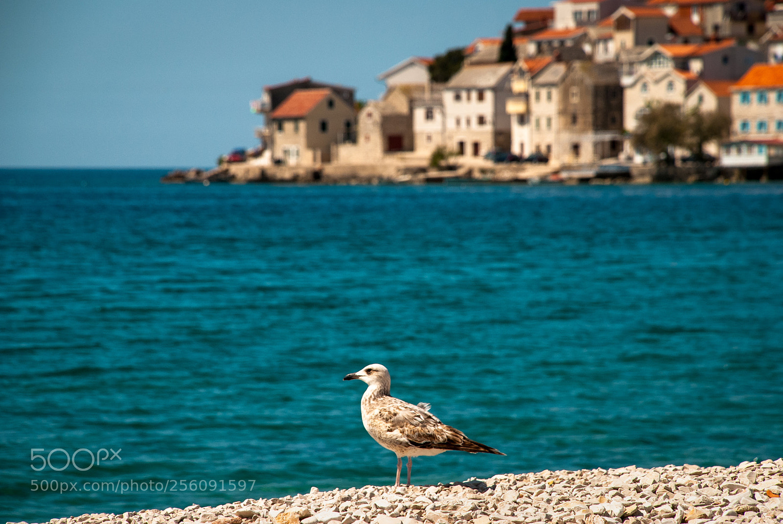 Nikon D80 sample photo. Seagull photography