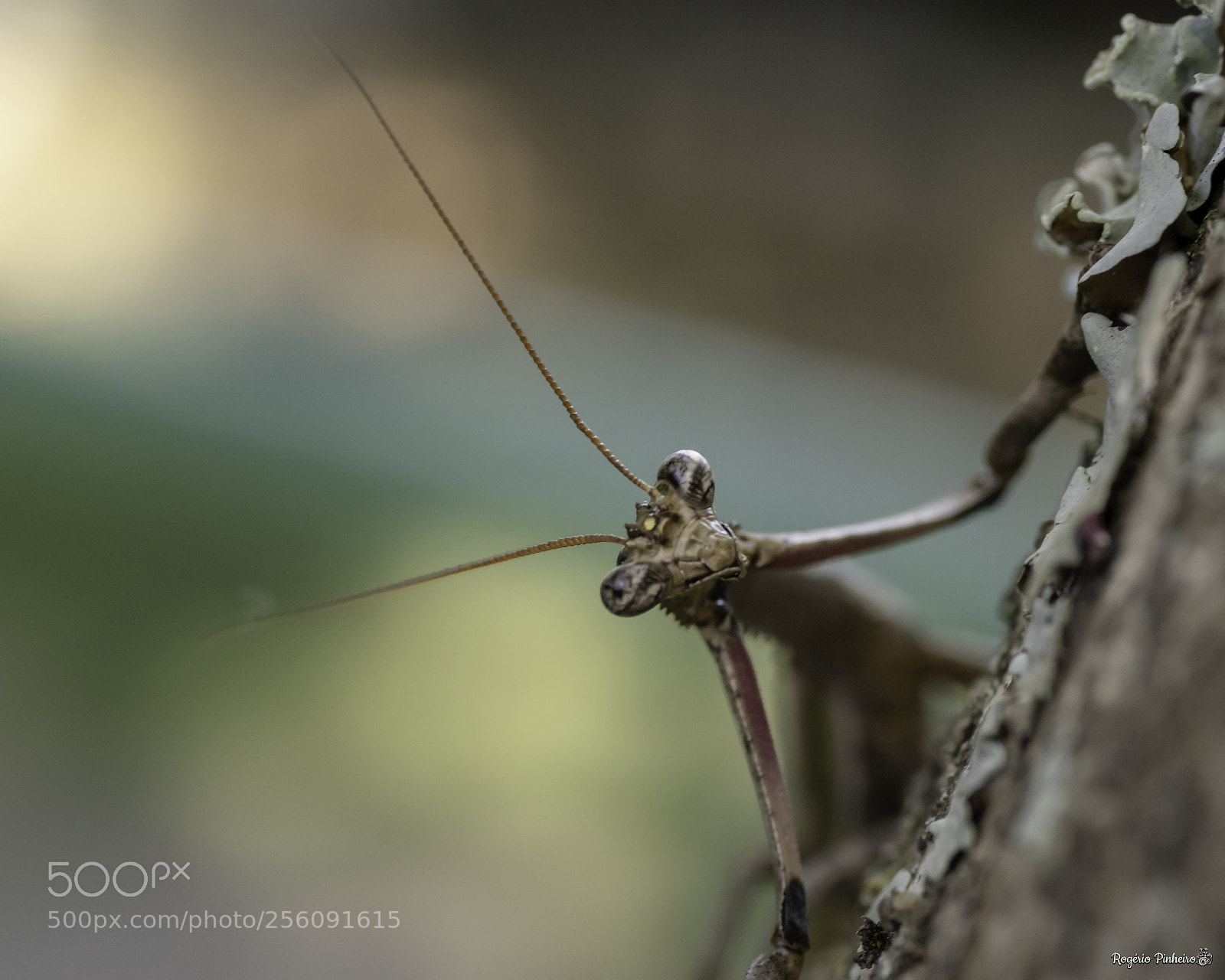 Canon EOS 7D Mark II sample photo. Manti photography