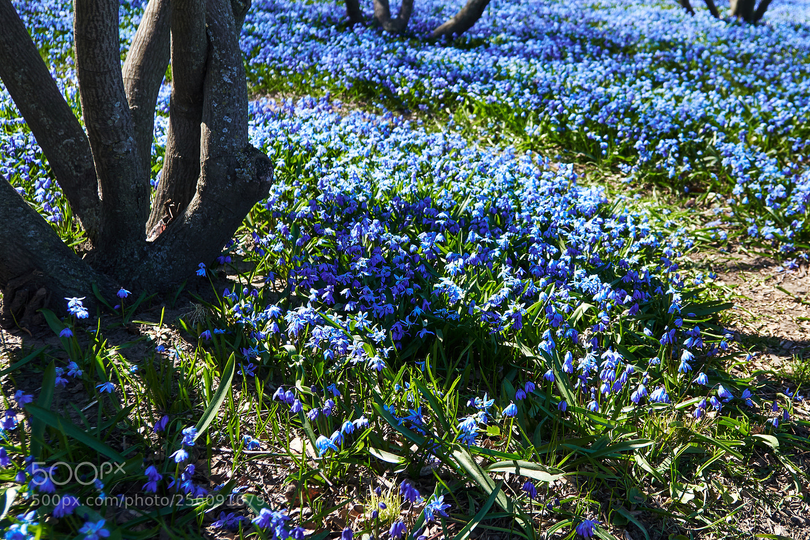 Sony a6300 sample photo. Bluebells photography
