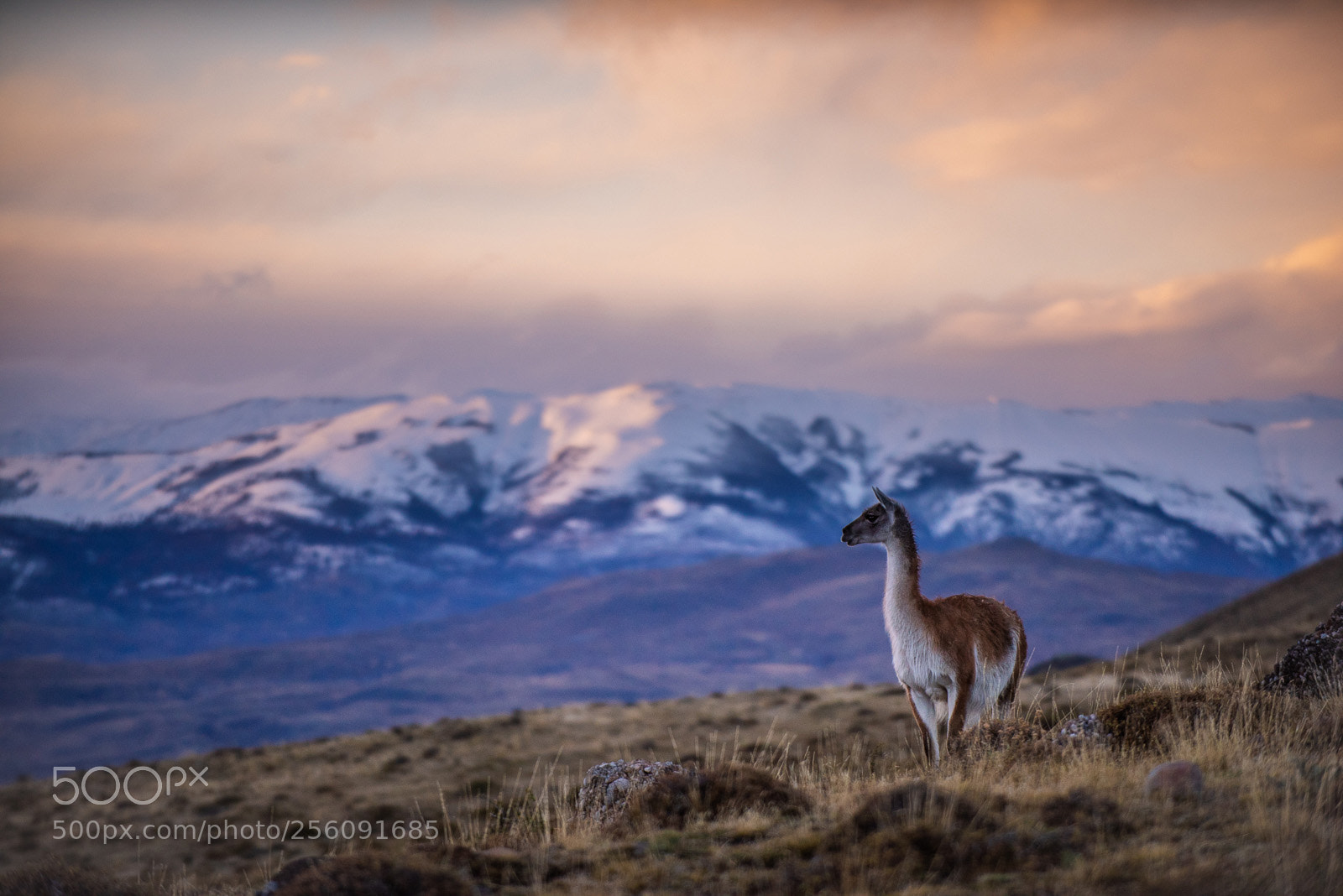 Nikon D810 sample photo. Guanaco and landscape photography