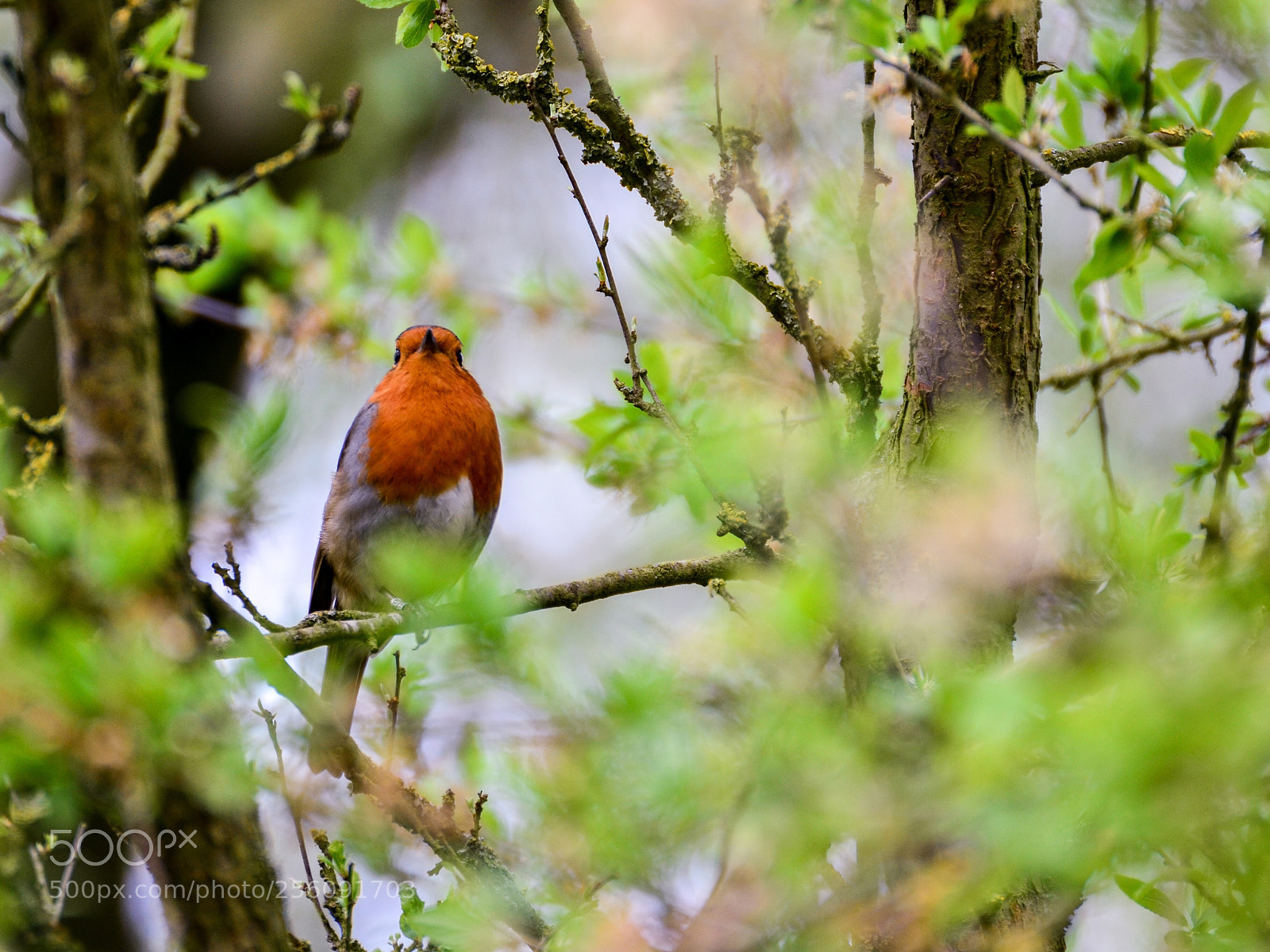 Nikon D3100 sample photo. Robin photography