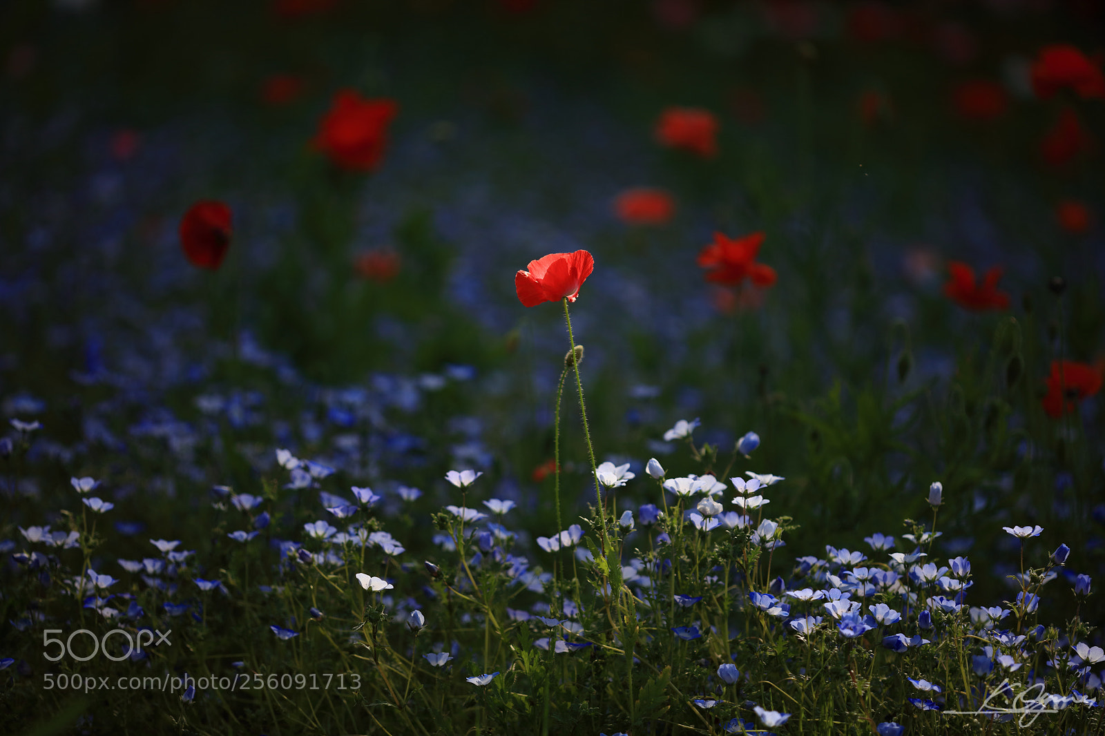 Canon EOS 5DS R sample photo. Poppy with nemophilas photography